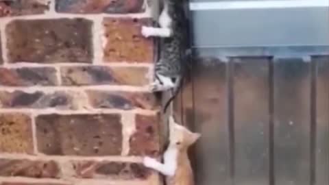 A group of cats are climbing the wall