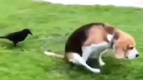 pets funny fail 🤣🤣 dog vs crow