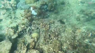 T20 World Cup trophy taken to the Great Barrier Reef