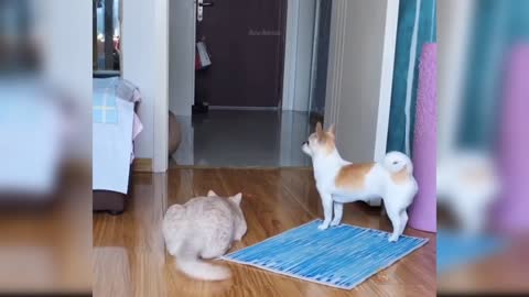 Funny Video Cat 😺😺 😺