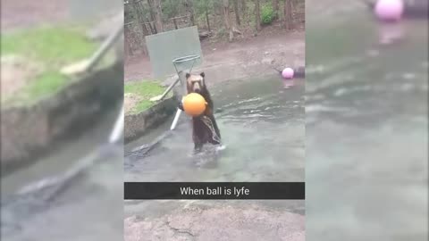 Bear playing basketball