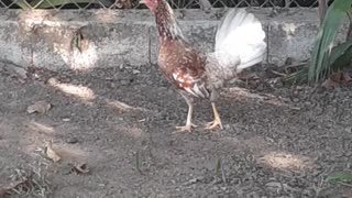 Gallos en Puerto Rico