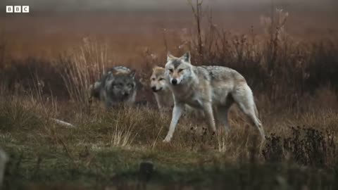 Bear Vs Wolves | Battle For Food | WWE | Wild Scandinavia | Mysterious Wildlife