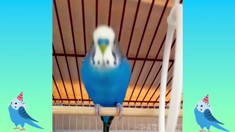 Budgies love bobbing their head up and down!