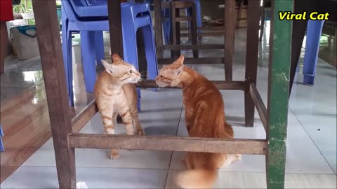 Cats fighting and meowing