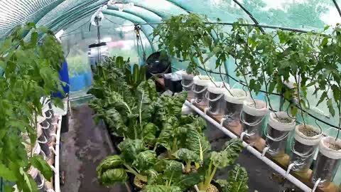 Big Beef Tomato & Silverbeet Timelapse 2