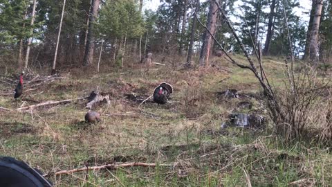 YOUTH TURKEY HUNT | North Idaho Gobbler hits the dirt! | Elk Deer Bear Turkey Bow Archery Hunting