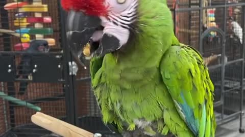 Macaw Tour