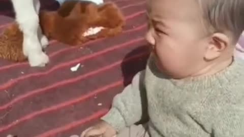 Baby funny reaction to sheep