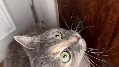 Cat Sounds videos