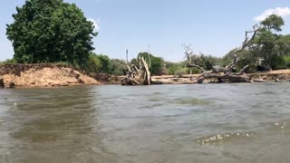 Cooling down in the Zambezi river