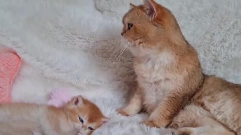 Cat William meets with grandson Solomon 🥰