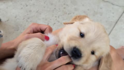Little Puppy Bites from a Golden Retriever Puppy
