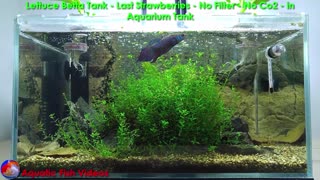 Lettuce Betta Tank - Last Strawberries - No Filter - No Co2- in Aquarium Tank