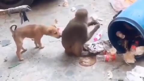 dogs and monkey funny video