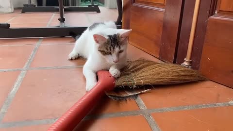 Cute Baby Cats - Cute and Funny Cat Videos Compilation 2023