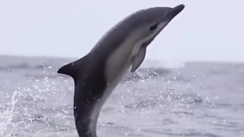 A baby short beaked common dolphin learning to jump . #shorts #dolphin #relaxing