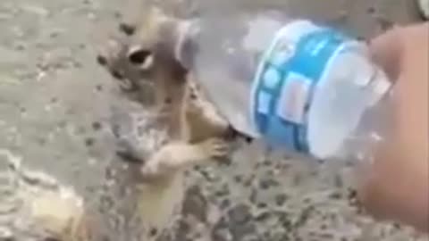 Thirsty squirrel viral videos