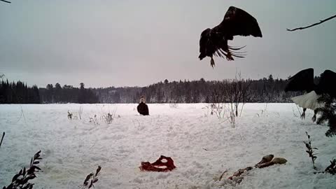 Rare Glimpse of 3 Color Phases of Majestic Bald Eagle