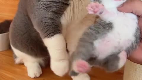 The cat doesn't like its baby
