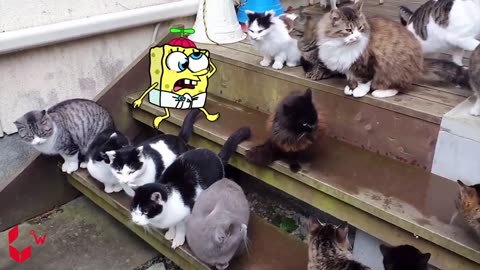 Best Funny Dogs And Cats Videos- Funniest Animals Videos 2023- Spongebob & Woa Doodles