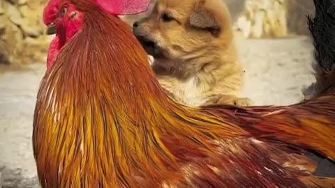 Cute moments between puppy and chicken!🥰