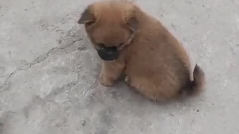 Cute And very active puppy