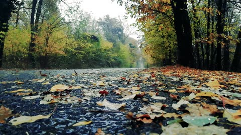 Rain On The Road In Worm's Eye View