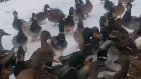 Ducks coming on whistle for feeding
