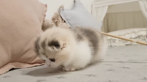 cute kitten videos short leg cat