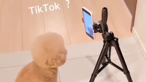 A Famous Tiktoker Puppy 😂 ➖ Try Not To Laugh Funny Puppy Videos