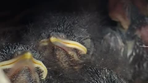 Baby bluebirds with big smiles waiting for mommy bird to return with breakfast