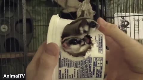 SUGAR GLIDERS Flying - Funny & Cute Compilation