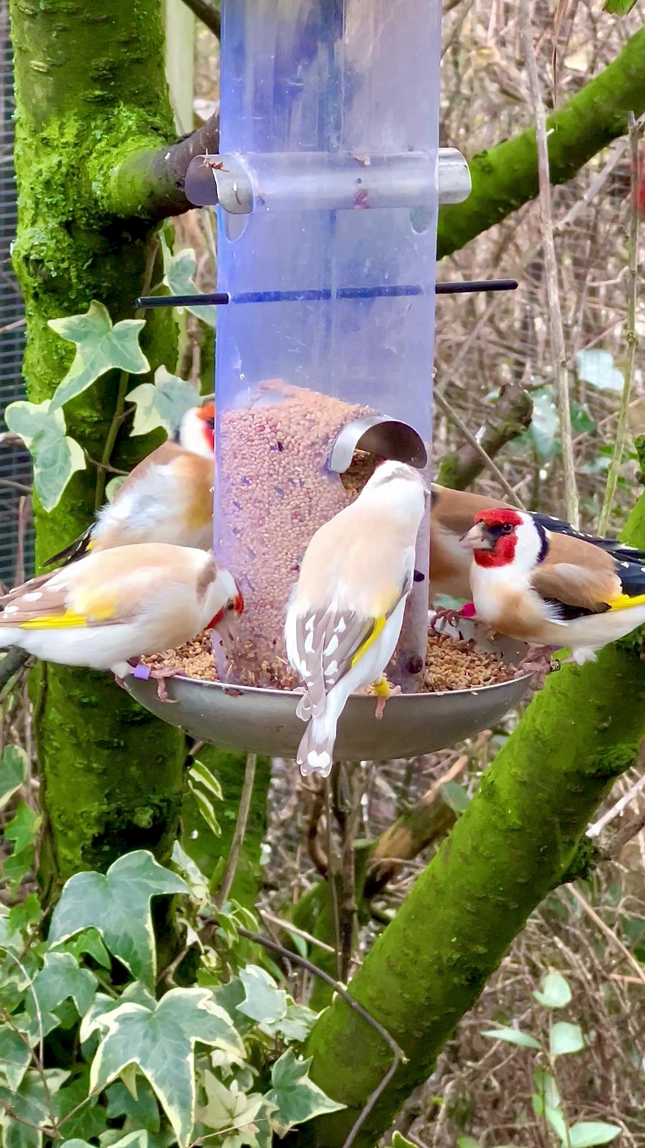 Major Goldfinches / Siberian Goldfinch mutations and Red siskin male