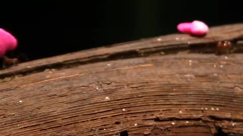 Leaf Cutter Ants at the Smithsonian's National Zoo Celebrate Valentine's Day!