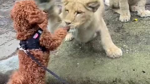 Lion vs puppy 💕 by mrpoodlemilo