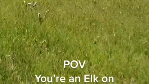 POVYou're an Elk onOpening Day