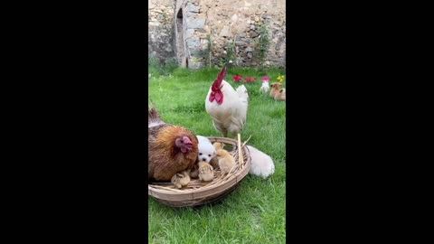 Puppy and chicken daddy and chicken mommy playing with chicks