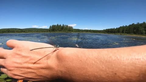 Damselflies Mating