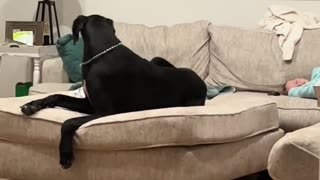 Great dane wakes to find favourite tiny human sleeping on same lounge