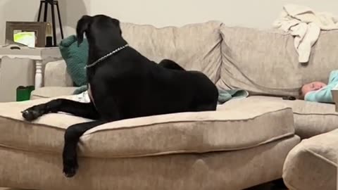 Great dane wakes to find favourite tiny human sleeping on same lounge