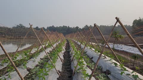 Cucumber project