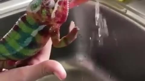 my pet lizards taking bath / animal video