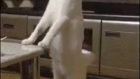 Funny cat