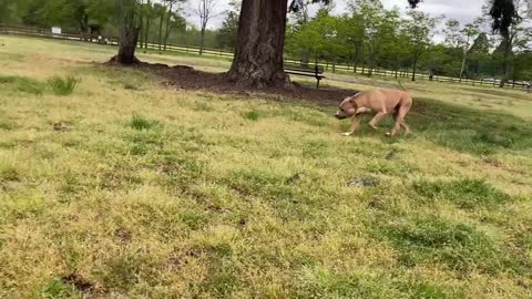 German Shepherd Attacks Pitbull [OFF LEASH DOG PARK] Part 1