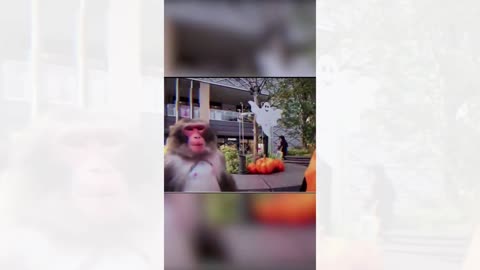 Laugh Out Loud with These Hilarious Funny Monkey Moments