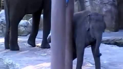 Baby elephant gets stuck
