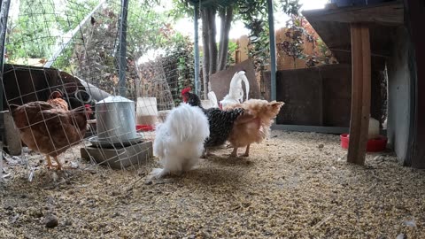 Backyard Chickens Fun Relaxing Video Sounds Noises Hens Clucking Roosters Crowing!