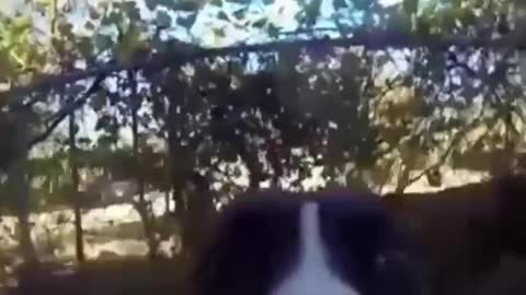 dog took humans phone and run, funny dog , fun with dog