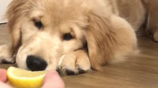 Confused Puppy Baffled By Lemon Slice